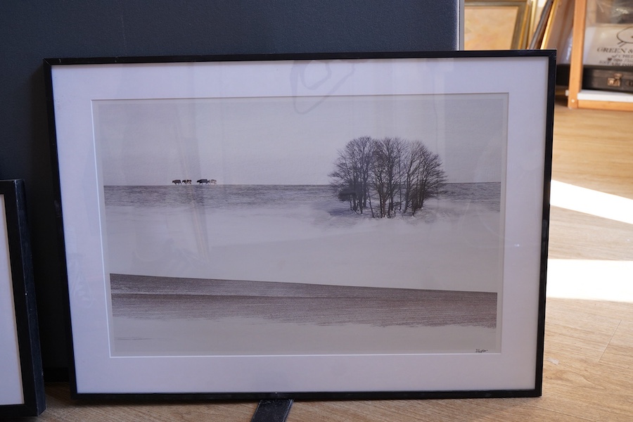 Six contemporary black and white photographic prints to include waves, horses, trees and a landscape with cattle, indistinctly signed, largest 38 x 58cm